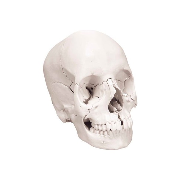 3B Anatomical Model - Anatomical Skull, Beauchene 22-Part